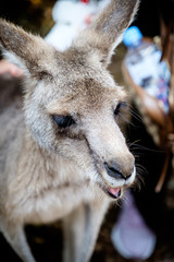 An adult kangaroo was eating foods by himself in an Australian zoo