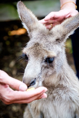 An adult kangaroo was eating foods by himself in an Australian zoo