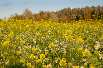 Weißer Senf, Gelbsenf, Ölrettich, Feld, Nordrhein-Westfalen, Deutschland, Europa