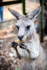 An adult kangaroo was eating foods by himself in an Australian zoo