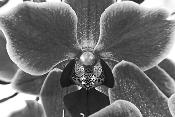 Pink Mini Phalaenopsis Orchid Flower close-up monochrome