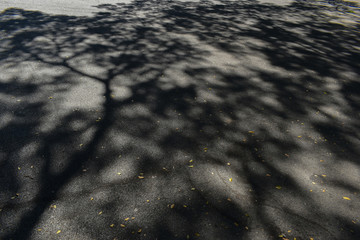 light and shadow of tree on black asphalt road texture