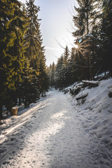 Obraz premium road in winter forest with sun
