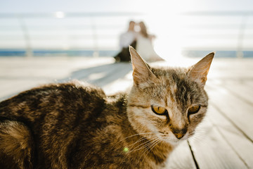 Front view of a Grey cat on the wharf on the foreground and a silhouette of a couple on the background