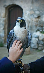 Bird of prey and falconry outdoors