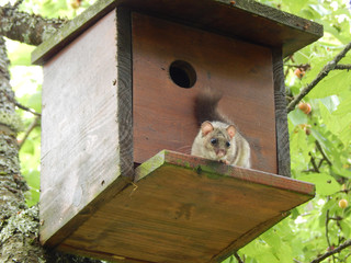 Trier Nahaufnahme in freier Wildbahn
