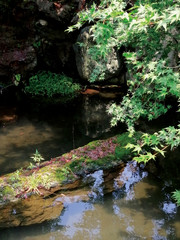 Obraz premium 和風庭園