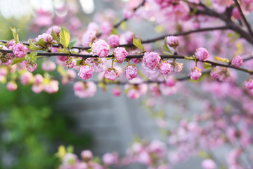 The magnificent tender bloom of small flowers on a decorative shrub in the spring in the garden. 