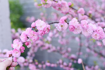 The magnificent tender bloom of small flowers on a decorative shrub in the spring in the garden. 