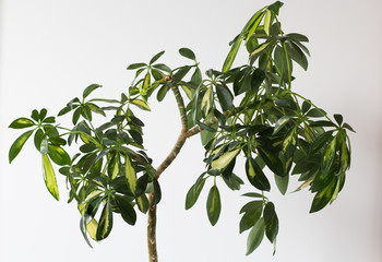 Crown of leaves with thin stemSchefflera arboricola or dwarf umbrella tree named on the white background