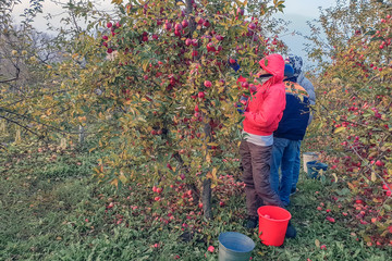 People gardeners collect the ripe apples from the trees in buckets, harvest, harvesting, people dressed in jackets and caps, autumn