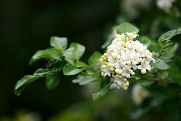 Murraya paniculata flower close up , in the garden