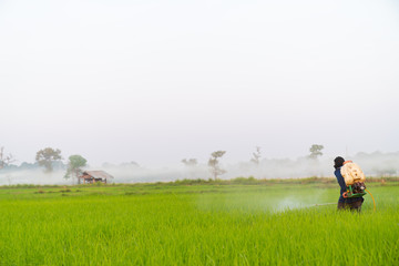 farmer spraying pesticide in the green rice field
