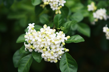 Murraya paniculata flower close up , in the garden