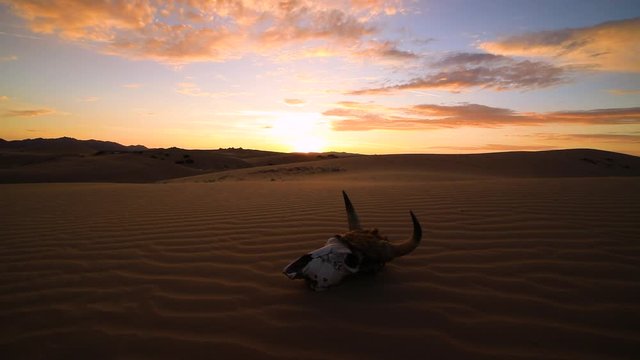 Skull of a bull at sunrise in the desert. Sand dunes