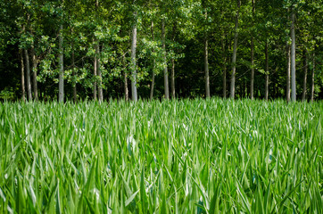 Panorama con un campo di granturco e sullo sfondo degli alberi