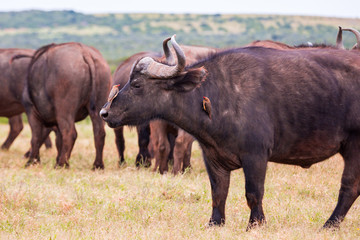 buffalo in the wild with small birds on him
