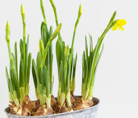 daffodil bulbs are grown at home