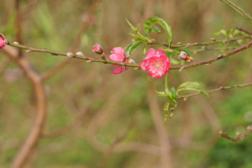 Blooming branch of peach blossom in spring garden