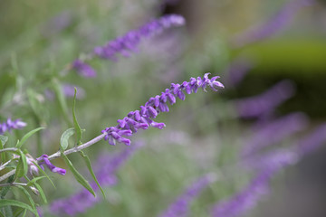Amethyst Sage's purple flowers, Salvia leucantha