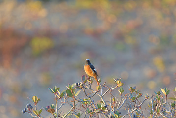 Small birds perched on a Rhaphiolepis umbellata tree, Male of Daurian redstart