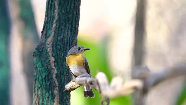 Tickell's Blue Flycatcher(Female)  bird perched on a branch.(Scientific Name : Cyornis tickelliae )