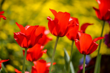 details of blooming red tulips