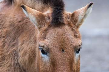 brown furry horse close up
