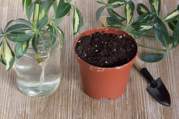 Cutting with root of Schefflera arboricola or dwarf umbrella tree named in bottle of water and pot with soil for planting on the wooden background