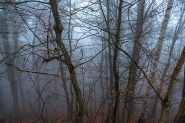 Niebla en un bosque de Francia
