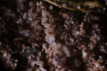 Fototapeta na wymiar Microscopic photo of different structures of tissues and plant-biological surfaces
