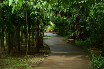 pathway in green nature of public park of walking relaxation