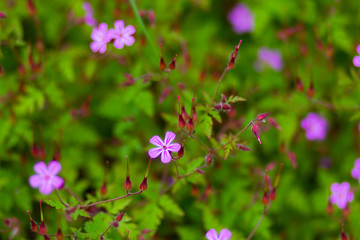 Close up flowers of Geranium robertianum plant