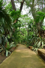 pathway in green nature of public park of walking relaxation