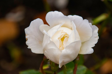 Fototapeta premium white rose close up