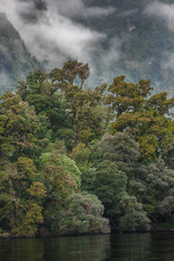 Doubtful Sound. Fiordland. New Zealand. Forest