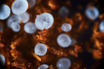 Microscopic photo of different structures of tissues and plant-biological surfaces