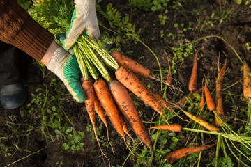 Farmer hands in gloves holding bunch of carrot in garden - obrazy, fototapety, plakaty
