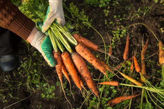 Farmer hands in gloves holding bunch of carrot in garden