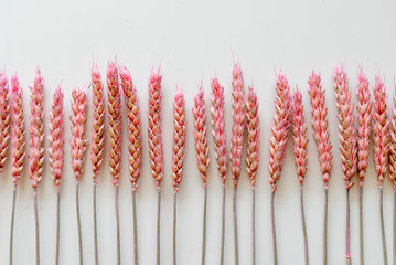 Beautiful bouquet of dry wheat ears. Triticum aestivum. Close-up of the group of decorative ripened cereal spikes. Idea of farming, agronomy or gluten allergy. Isolated on white background.