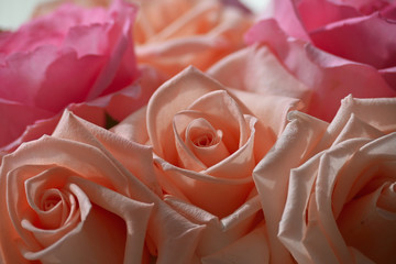 beautiful orange rose gold flower color blossom blooming in the morning day, image used for romantic love background