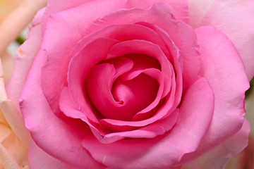 Fototapeta na wymiar pink rose flower with beautiful heart shape petal, image used for romantic wedding of love background