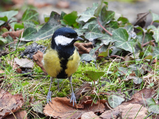 Kleiner Vogel sitzt im Wald auf Blättern im Herbst
