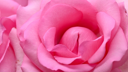 beautiful pink rose flower blossoming