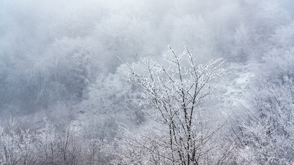 Obraz na płótnie Canvas Icy tree in a foggy forest