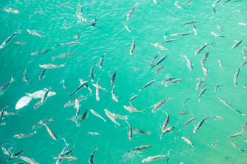 Shoal of fish in seawater, many sea fishes top view, free in the sea, sea fishes on the water surface, on the surface of the sea water aquamarine azure reflection turquoise blue abstract background