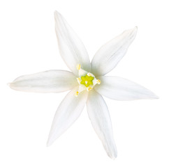 Beautiful white Daisy isolated on white background, including clipping path.