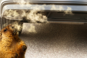 abgaswolke vom auto auspuff in der nase vom murmeltier, co2 klimakonzept