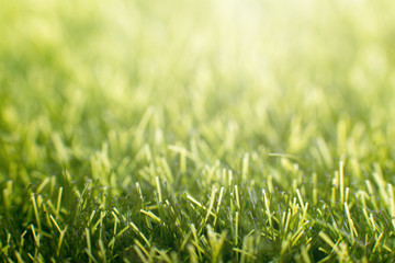 Close-up of freshly cut lawn with green grass