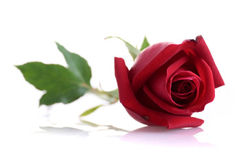 red rose flower isolated on white background